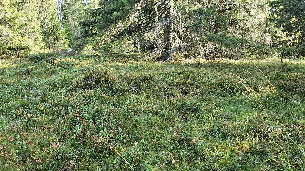Ingen markering på toppen av Svartkollen