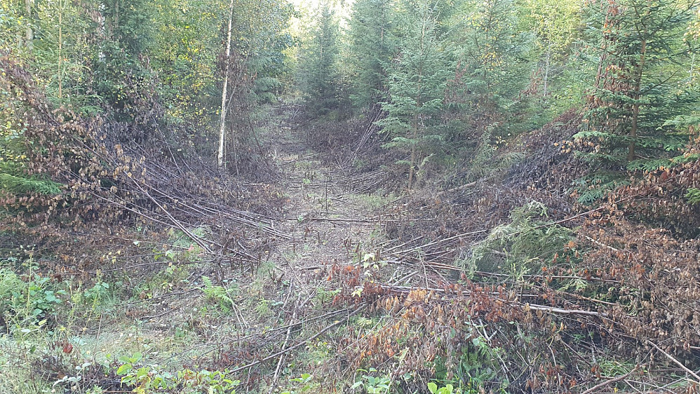 Jeg kjørte grusvei til andre siden av sjøen og parkerte der det gikk av en sti mot toppen. (Jeg kunne fulgt merket sti, men da hadde turen blitt en del lengre)