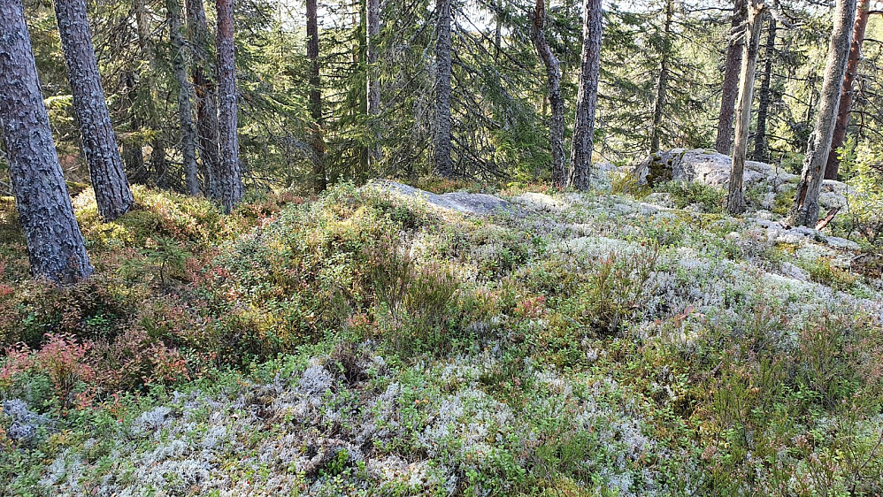 Hanatjennbergets høyeste punkt