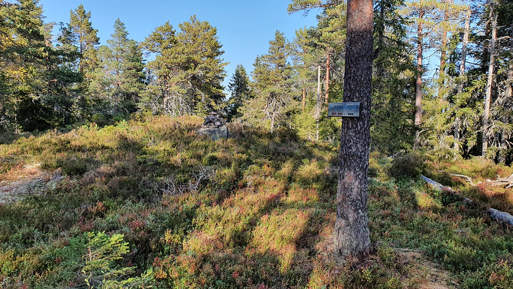 Liten lysning i skogen på toppen, men ingen utsikt