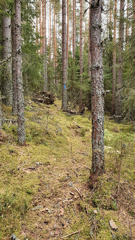 Jeg kom på en merket sti som passerte et kort stykke fra toppen