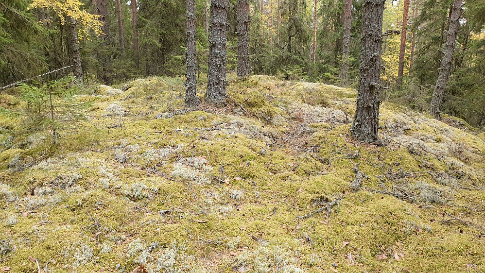 Høyeste punkt på Mellomberget