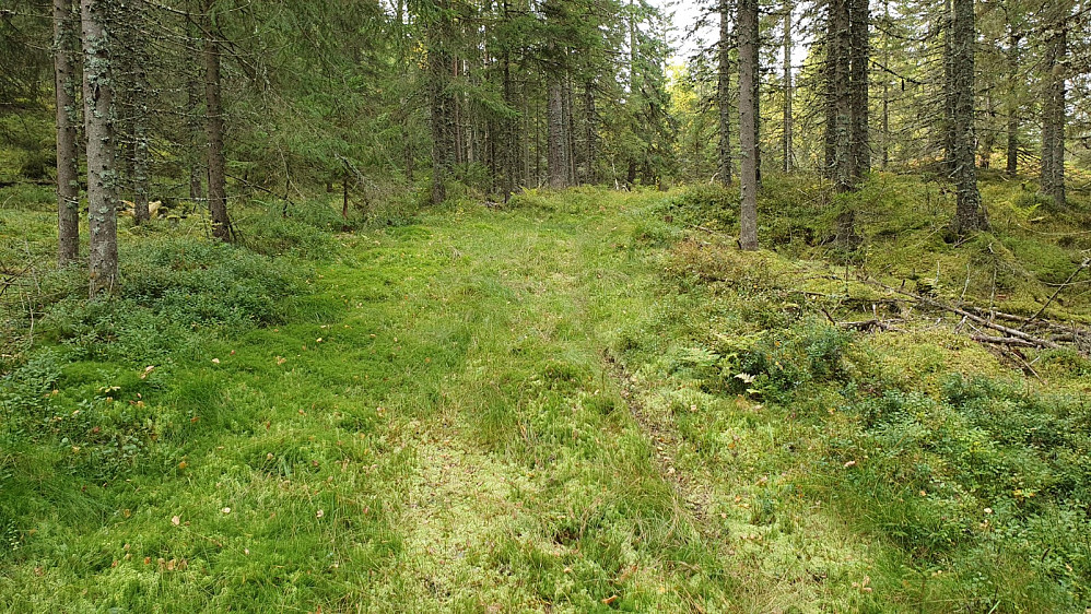 I starten kunne jeg gå på flott skogsbilvei