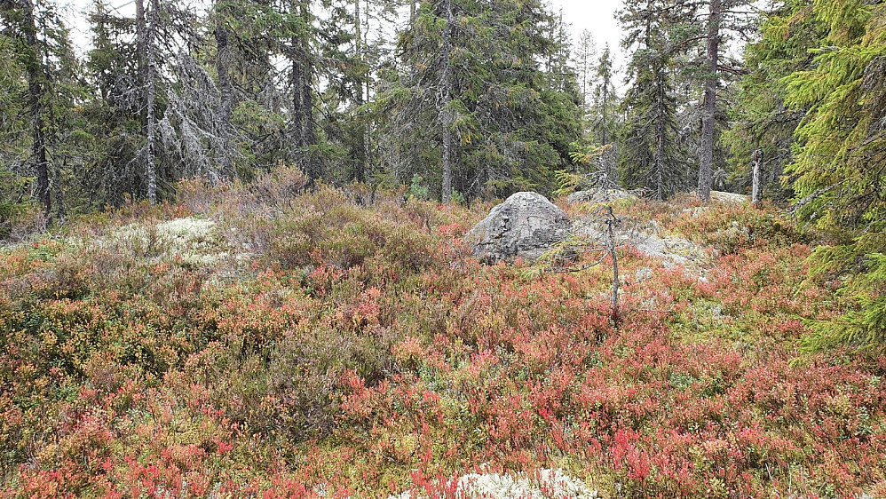 Høyeste punkt på Furukongen