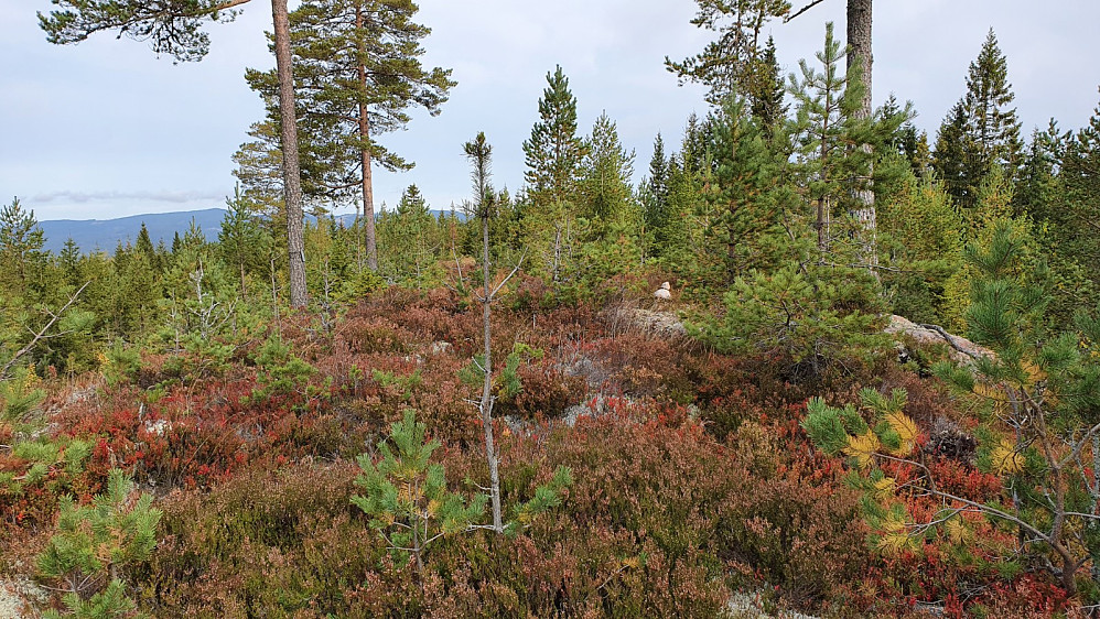 Toppen på Glomberget. Med så mange nesten like høye punkt i området, må det være vanskelig å si sikkert hvilket som er høyest