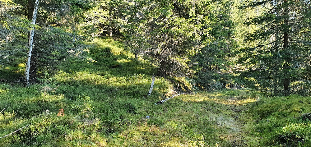 Her tok jeg av veien og startet opp ryggen av Agnåsen