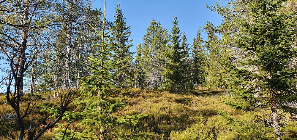 Flott å gå opp her