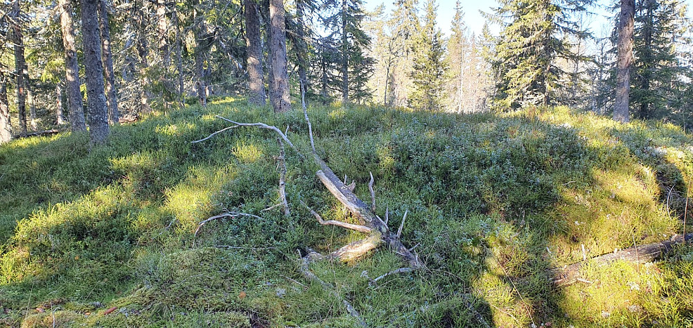 Høyeste punkt på Agnåsen