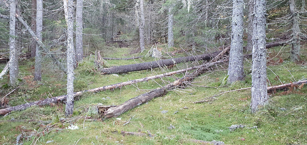 Stort sett kunne jeg følge en gammel kjerrevei opp lia