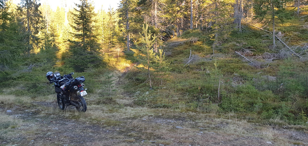Jeg parkerte der tydelig og merket sti startet inn i skogen