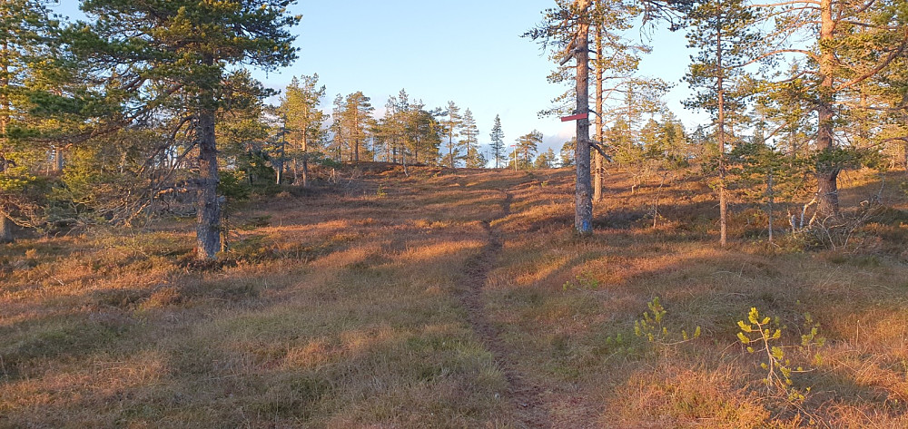 Oppe av skogen gikk stien videre i myra opp på åsryggenet