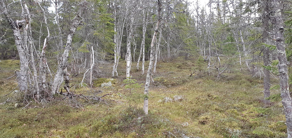 Jeg fulgte stien et stykke i starten i håp om å finne en sti mot toppen. Det fant jeg ikke, og det ble å gå sitt eget råk opp lia
