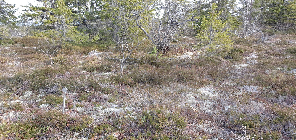 Dette var det høyeste punktet på Den brune høgda