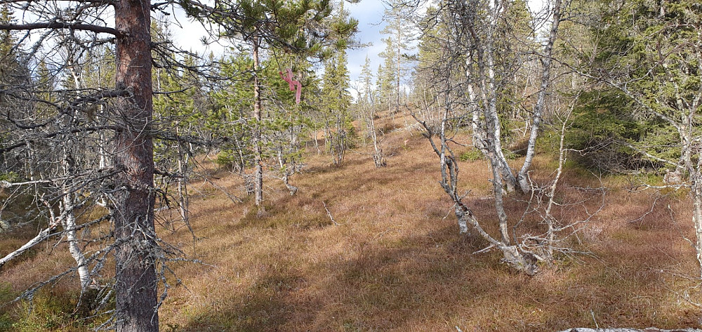 Jeg gikk litt annerledes på returen, og slet litt da stien langs elva som var på kartet, knapt fantes i virkeligheten