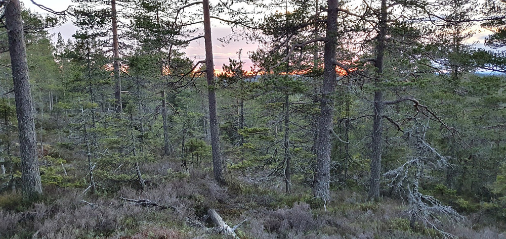 Sola var borte under horisonten når jeg gikk opp lia