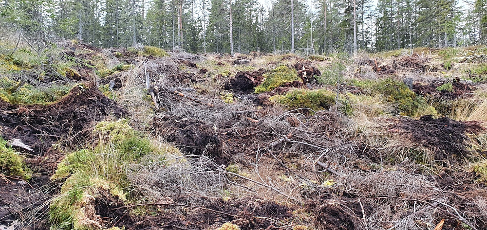 Lengre opp måtte jeg krysse et område som så ut som det var bombet. Utrolig at det er nødvendig å ødelegge så mye for å felle noen trær