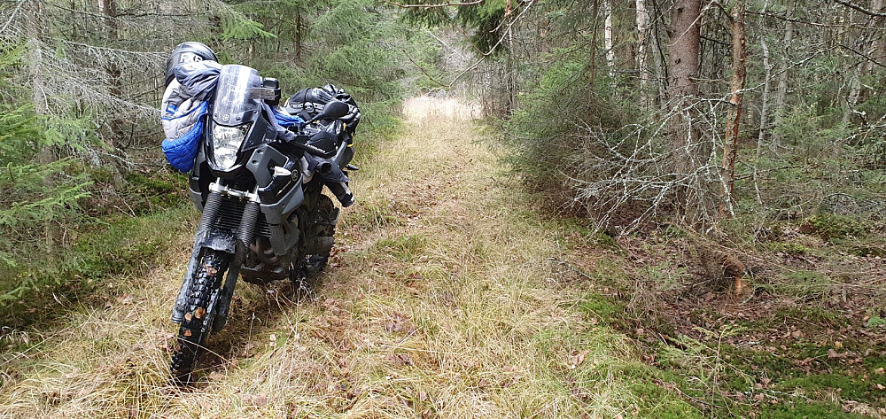 Jeg kjørte inn en dårlig skogsbilvei som jeg hadde håpet at jeg kunne kjøre inn til en hytte lengre inn. Pga trefall kom jeg ikke langt :-)