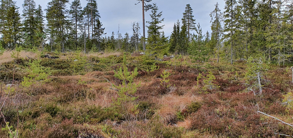 På kartet var det sti videre innover mot toppen, men den finnes ikke i terrenget