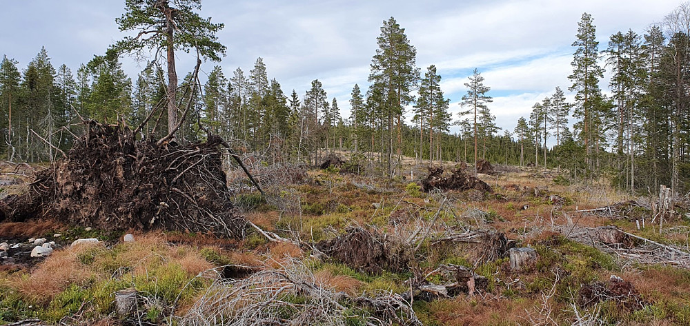 Derimot var hele veien bort til toppen et stort hogstfelt hvor det var tungt å gå