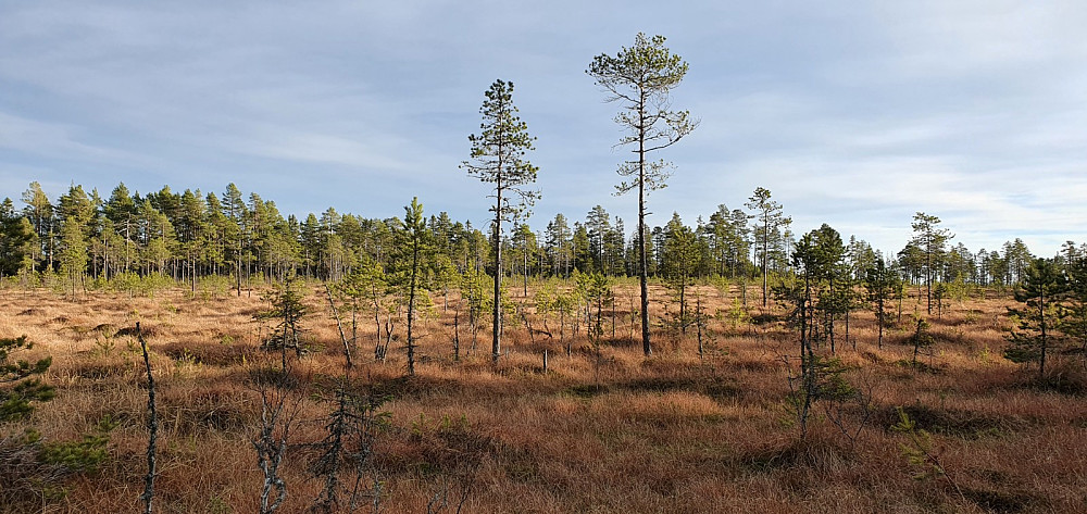 Jeg krysset denne myra på turen bort mot Venbergskanppen