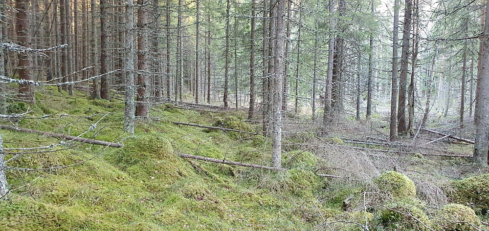 Det ble å finne sitt eget råk gjennom tett skog mot toppen