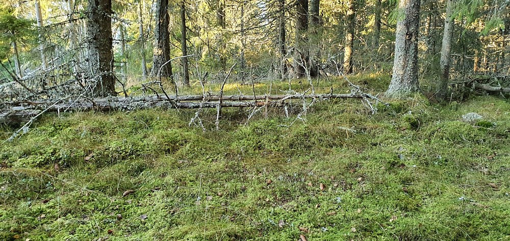 Ikke mye å se på toppen av Linberget og null utsikt.