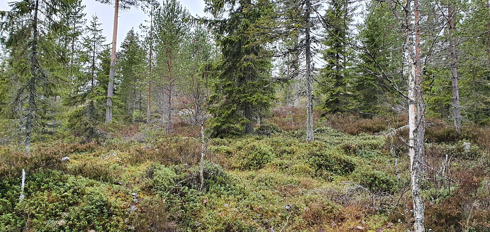 Ingen sti opp mot toppen, så det ble å finner sitt eget råk