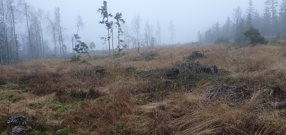 Tungt å gå hogstfeltet siste biten opp mot toppen