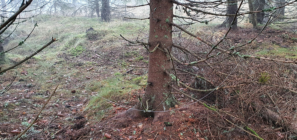 Tråden av spindelvev hang i en regntung bue mellom trærne
