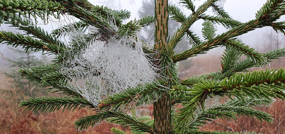 Tåka hadde endret spindelvevet til et kunstverk