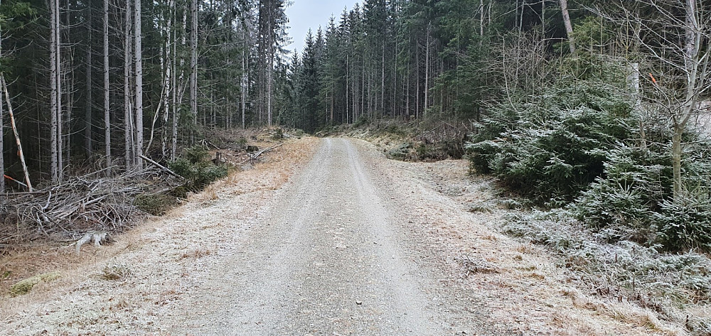 Jeg gikk opp grusveien forbi hyttefeltet og kom litt høyere opp, inn på denne skogsbilveien