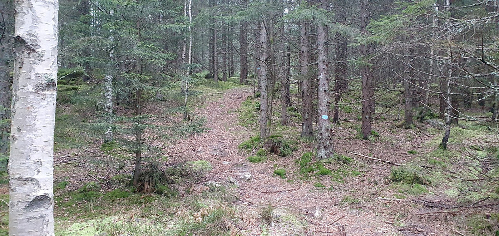 Stien jeg fulgte i starten var tydelig, men dreide i feil retning. Det ble derfor et stykke gjennom skogen før jeg kom inn på hovedstien, som var merket