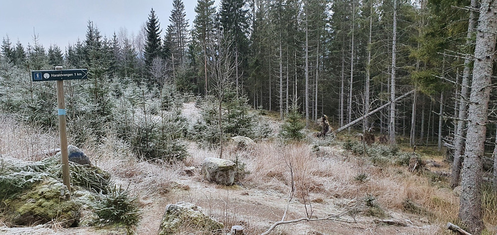 Jeg krysset skogsbilveien og tok stien nedover mot hovedveien