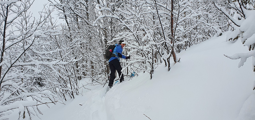 Veldig fint i skogen, men hardt å gå i løssnøen