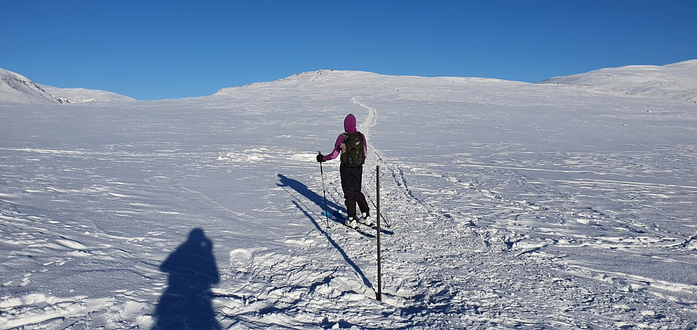 Oppe på fjellet gikk hovedsporet rett opp mot toppen, men pga av all moskusen valgte vi å gå litt mer mot vest