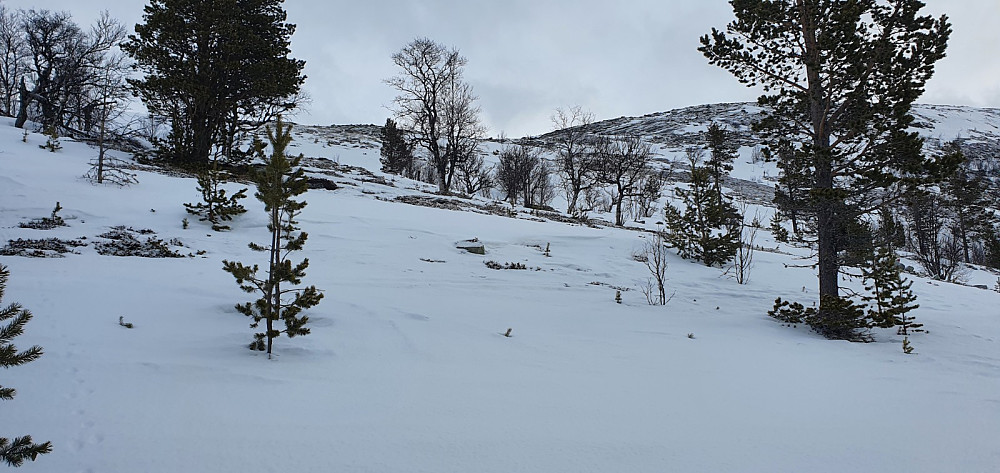 Oppe av skogen minket det på snøen, men det gikk akkurat å ta seg frem på ski