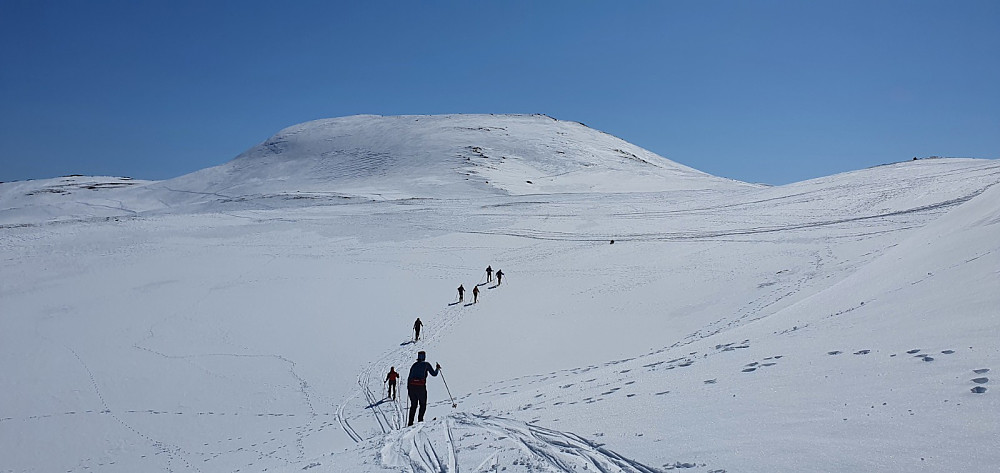 Her på tur mot neste lille topp. Mye reinstråkk i fjellet og vi så små flokker mange steder