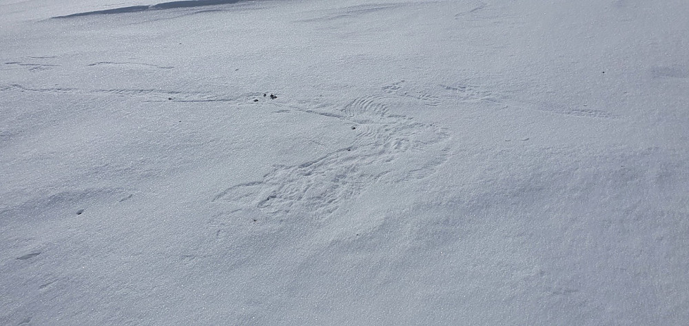 Her hadde en rovfugl tatt en rype. Det gikk spor i snøen 10 meter nedover før den hadde klart å lette med rypa