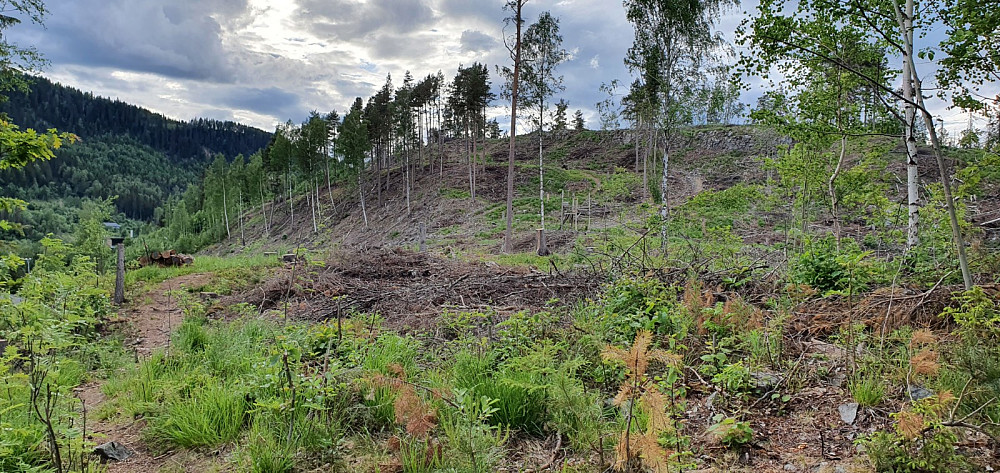 Pinnikkhaugen er blitt snauhøgd siden sist jeg var her