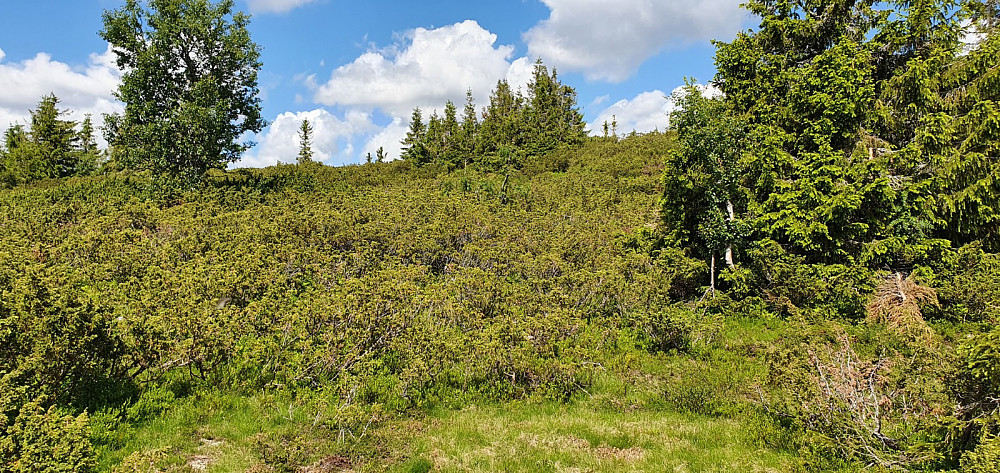 Jeg fant ingen sti opp denne lille toppen ved Aksjøråket, og kuttet ut å gå opp i krattet i kortbukse