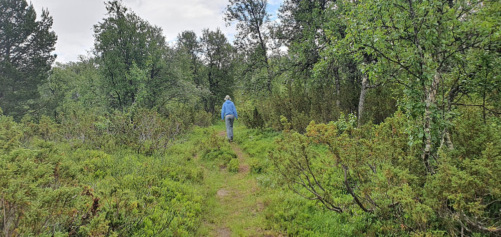 Tydelig og lettgått sti helt til toppen