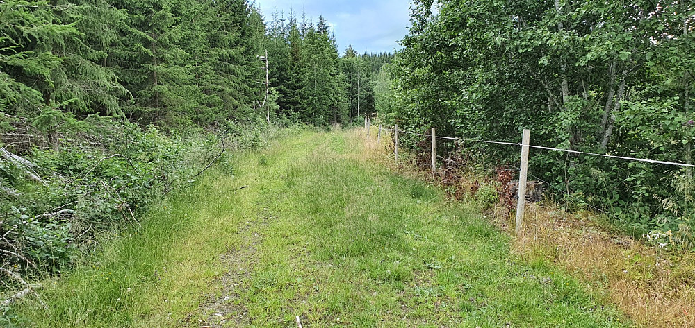 Jeg tenkte det var greit med en tur også opp på Husmannshalla når jeg først var ute på tur. I følge kartet skulle det gå en trakturvei nesten til topps