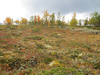 De flotteste høstfarger i skogen mot Marsteinhøgda