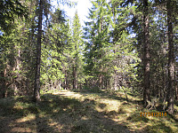 Noen lysninger i skogen, men lite utsyn