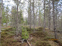 Tett skog på toppen