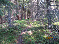Tydelig sauetråkk et stykke i skogen