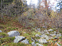 Rett opp i bratt terreng