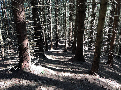 Tett skog