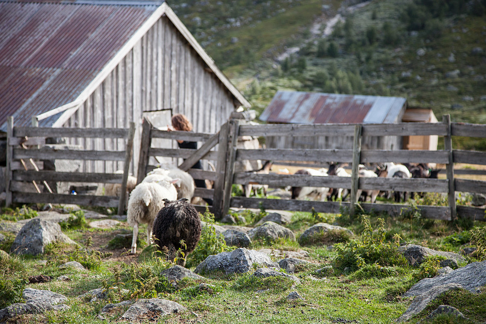 Geitene på Sparstadstølen tas inn i inngjerdingen