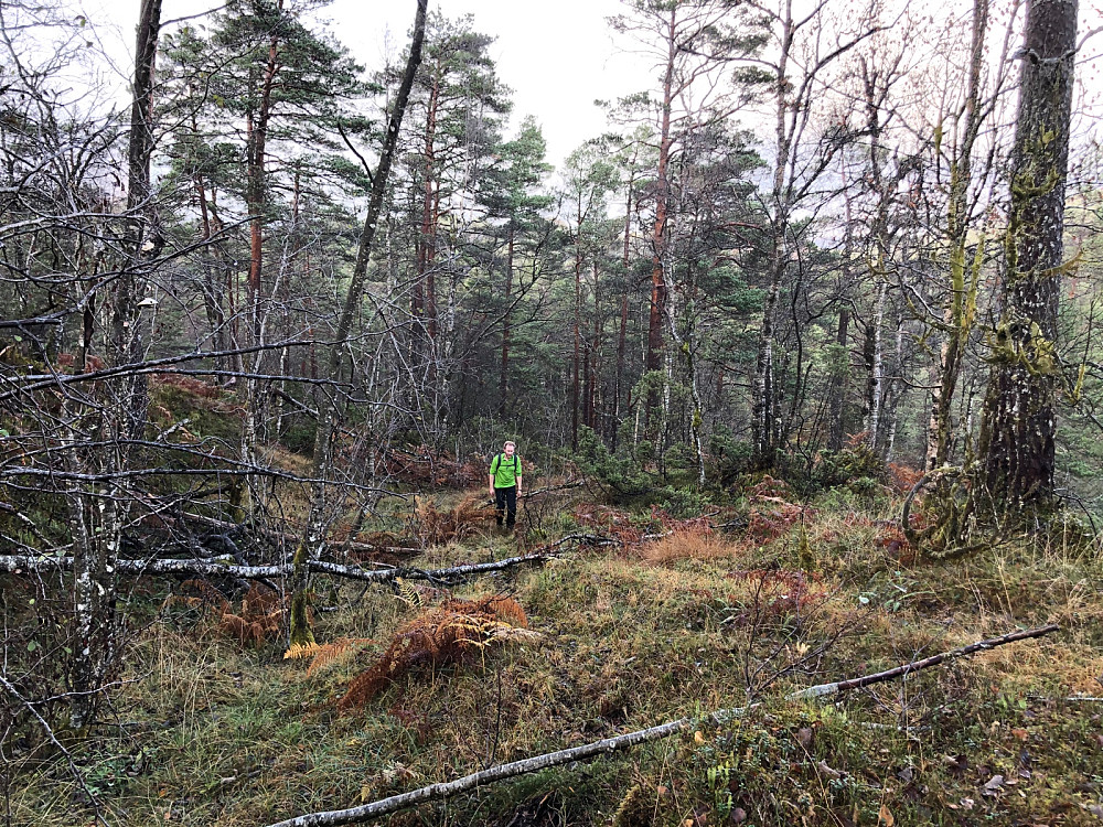 På vei opp nordryggen på Høgehaugen i mer behagelig terreng